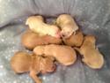 Golden Goldendoodles for sale|Puppies Born April 17th 2013|Ready June 2013|Also-Dark red Mini Goldendoodles will be born soon!